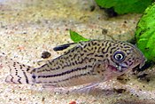 Corydoras trilineatus3.jpg