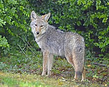 The coyote is the state animal of South Dakota Coyote (Canis latrans) DSC1747vv.jpg