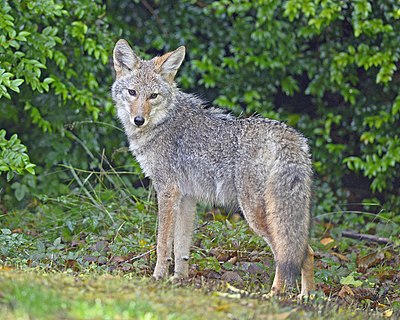 List of mammals of South Dakota