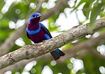 Miniatura per Cotinga maculada