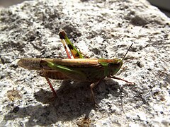 Criquet migrateur vert