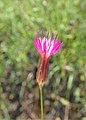 Crupina crupinastrum