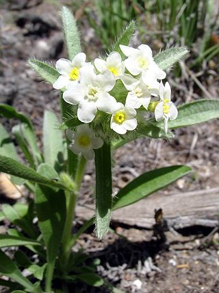 <i>Greeneocharis circumscissa</i> Species of flowering plant