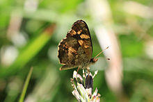 Unterseite des kubanischen Halbmonds (Anthanassa frisia frisia)