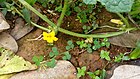 Cucumis prophetarum flowers.jpg