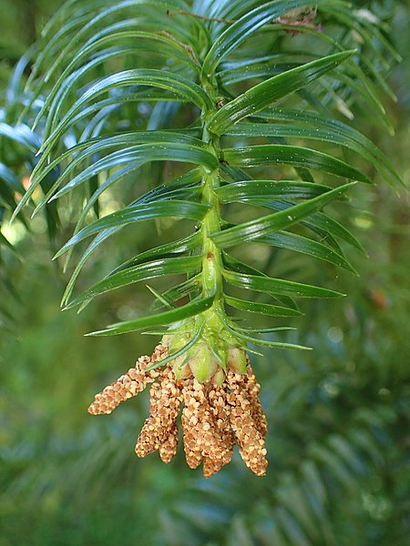 File:Cunninghamia lanceolata kz02.jpg