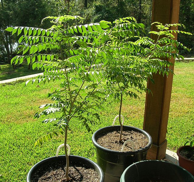 File:CurryTrees.jpg