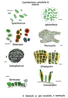 Cyanobacteriaunicellularandcolonial020.jpg
