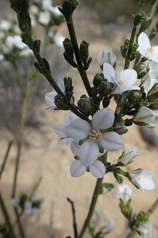 <i>Cyanothamnus fabianoides</i> Species of flowering plant