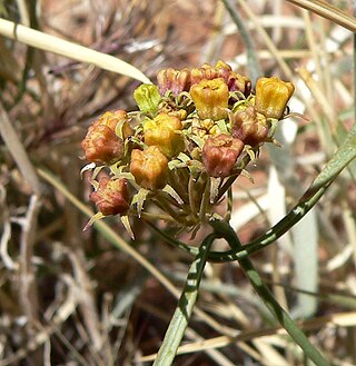 <i>Cynanchum utahense</i> Species of plant