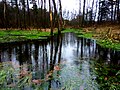 English: Styków: Beaver pond on the Czarna Polski: Styków: Rozlewisko bobrowe na Czarnej