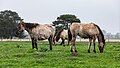 * Nomination: Dülmen wild horses at the wild horse track (nature reserve “Wildpferdebahn im Merfelder Bruch”, COE-004) in Merfeld, Dülmen, North Rhine-Westphalia, Germany --XRay 03:04, 18 May 2024 (UTC) * * Review needed