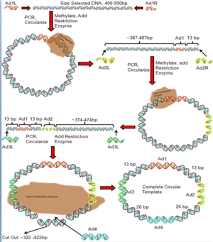 Dna Vòng