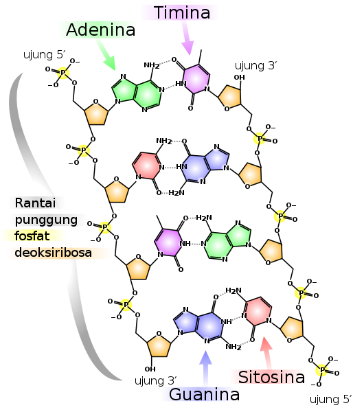 File:DNA chemical structure id.svg