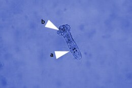 Egy kopoltyúféreg (Dactylogyrus sp.) a mikroszkóp alatt