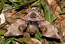 durian hawkmoth spotted in Crocker Range National Park Daphnusa ocellaris Walker, 1856 (Sphingidae).jpg