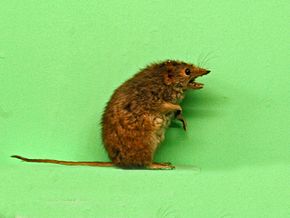 A Dasyuridae - Antechinus minimus.JPG kép leírása.