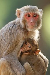 Davidraju img15(Macaca mulatta) Rhesus macaque.jpg