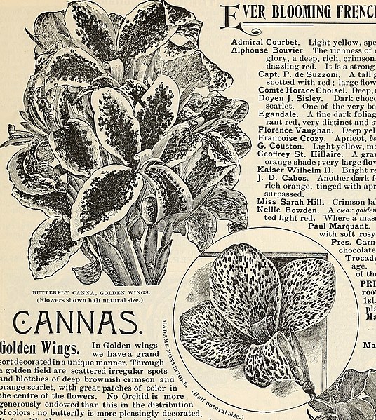 File:Dealers and florists wholesale list of plants (1897) (20843383715).jpg