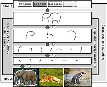 نموداری چندلایه که در پست‌ترین لایه، عکس چند جانور (فیل، کانگورو و پنگوئن) قرار گرفته و فیل به عنوان ورودی برگزیده شده است. سپس در لایه‌های بالاتر لبه‌هایی از بدن فیل تشخیص داده شده و به تدریج شمای کلی بدن فیل را تشکیل می‌دهند تا نهایتاً در لایه‌ی خروجی (بالاترین لایه)، برچسب فیل (از میان برچسب‌های دیگری چون کانگورو و پنگوئن برگزیده شده است.