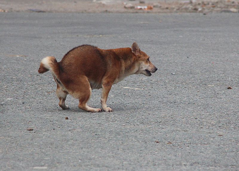 File:Defecating dog in Vietnam.jpg