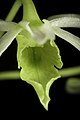 Dendrobium kauldorumii Labellum