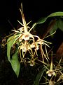 Dendrobium tetragonum habitus