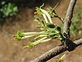 Dendrophthoe falcata var. falcata - Honey Suckle Mistletoe at Blathur 2017 (20).jpg