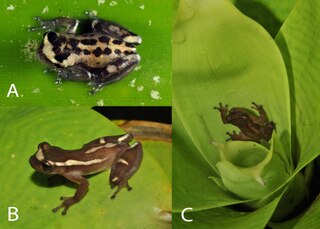 <i>Dendropsophus bromeliaceus</i> Species of frog