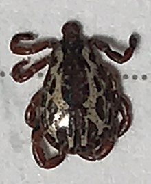 Dermacentor Variabilis Male.jpg