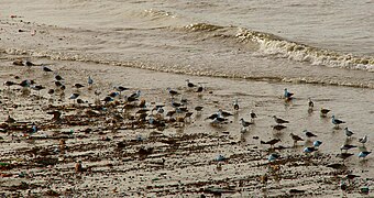 Deseado Department, Santa Cruz Province, Argentina - panoramio (11).jpg