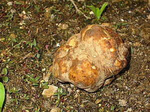 Desert truffle - Terfezia spp. from Avanos, Turkey.jpg