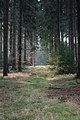 Čeština: Les v blízkosti vrcholu Devět skal na Českomoravské vrchovině English: A forest close to the Devět skal mountain in the Czech-Moravian Higlands