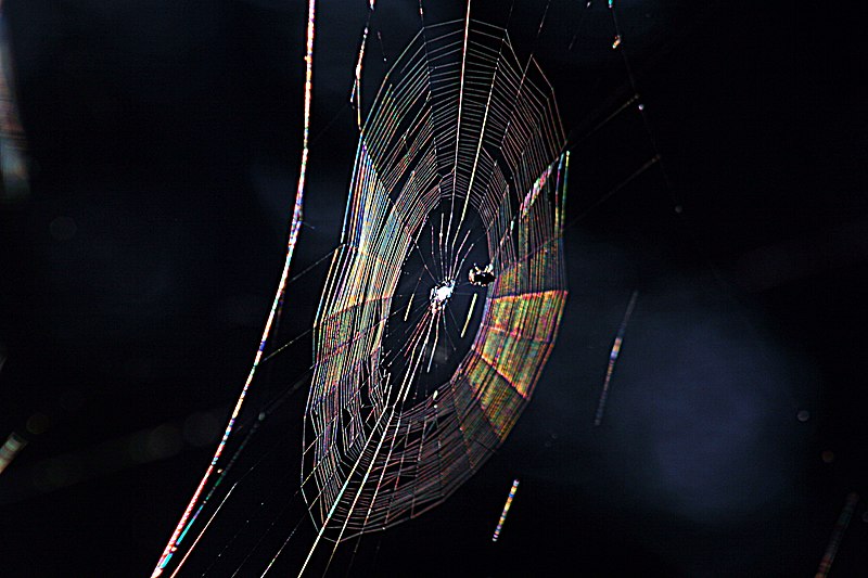 File:Diffraction pattern in spiderweb.JPG
