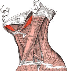 שתי הבטנים של השריר הדו-בטני מסומנות באדום: האחורית מימין והקדמית משמאל