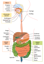 Miniatura per Digestió