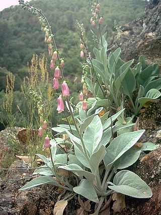 <i>Digitalis mariana</i> Flowering plant in the family Plantaginaceae