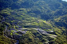 Rice fields in Dili, East Timor Dili Reisfelder.jpg