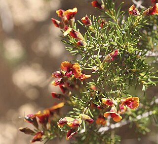 <i>Dillwynia laxiflora</i> Species of legume