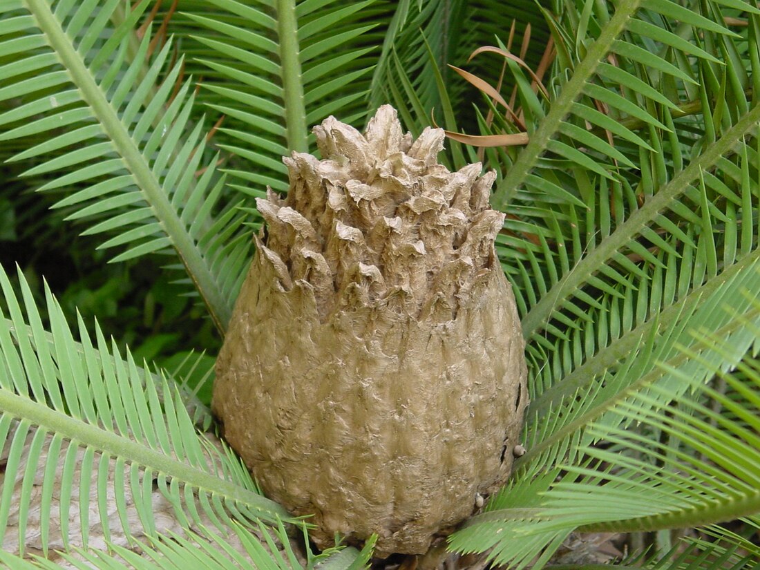 File:Dioon edule04.jpg