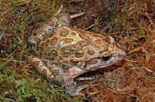 Foto de um Discoglossus pintado visto de cima com seus padrões característicos, colocado em uma camada de musgo.