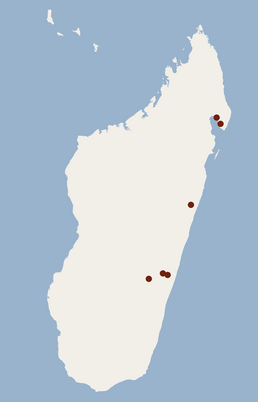 Distribution of Miniopterus egeri.png