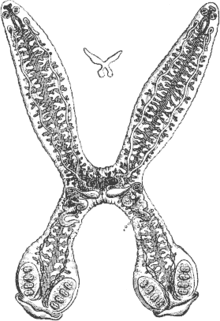 Diplozoon paradoxum Dobbeltdyr.gif