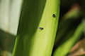 Dolichopodidae and Anthicidae on leaf 2013 02 11 1569.JPG