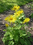 Doronicum columnae