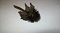 Dried Echinacea Spines.jpg
