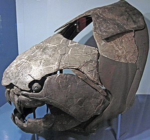 Dunkleosteus terrelli (fossil fish) (Cleveland Shale Member, Ohio Shale, Upper Devonian; Rocky River Valley, Cleveland, Ohio, USA) 18 (33289171704).jpg