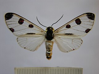 <i>Dysschema boisduvalii</i> Species of moth