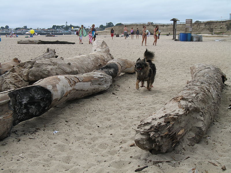 File:EXPLORING AT THE BEACH.jpg