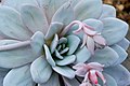 Echeveria laui